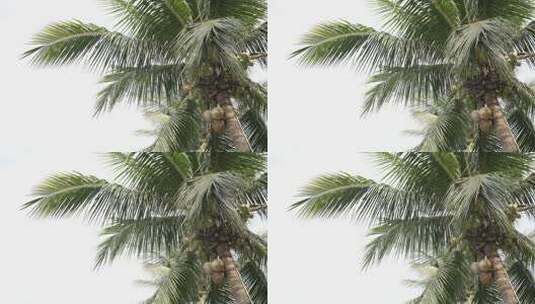 椰子树椰子高清在线视频素材下载