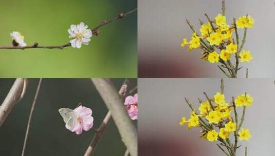 花朵4K实拍镜头高清在线视频素材下载