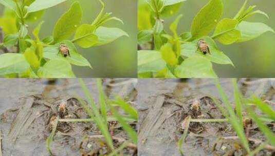 春天蜜蜂采蜜雄峰工蜂昆虫高清在线视频素材下载