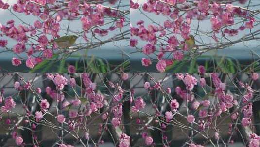 春天 花中小鸟特写视频 花与鸟 景色高清在线视频素材下载