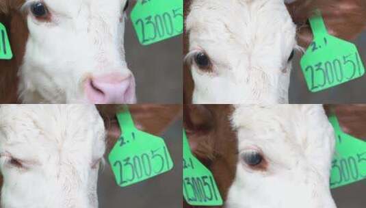 奶牛 小奶牛 奶牛场 奶牛养殖 (156)高清在线视频素材下载