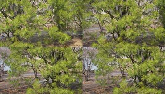 松针树枝花洒灌溉高清在线视频素材下载