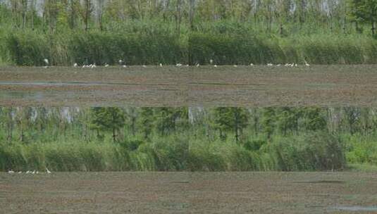 生态湿地鸟群高清在线视频素材下载