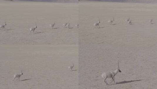西藏羌塘野生藏羚羊群奔跑航拍4K高清在线视频素材下载