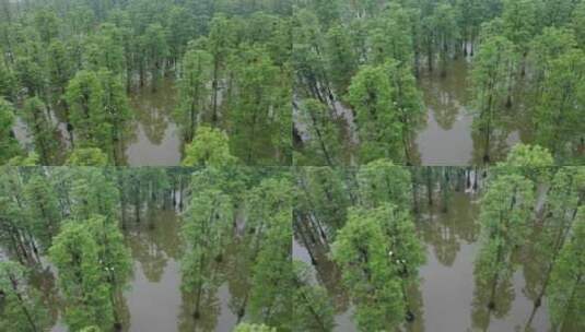 湿地上空绿色树木航拍高清在线视频素材下载