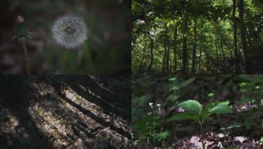 蒲公英随风摇曳绿色森林光影大自然植物合集高清在线视频素材下载