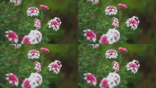 草原野花特写高清在线视频素材下载