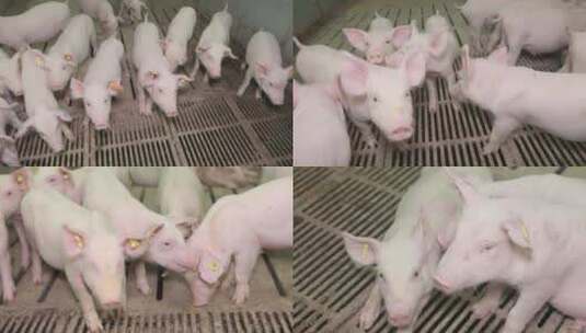 养猪场小猪高清在线视频素材下载