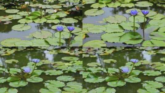 池塘里蓝色盛开的睡莲4k50p高清在线视频素材下载