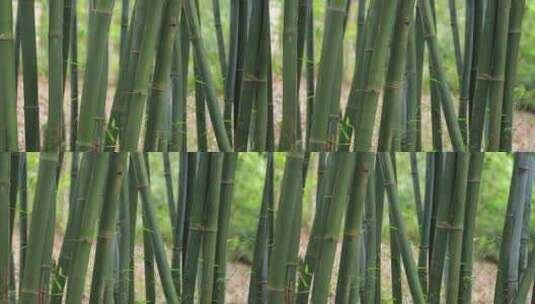 竹林竹子竹园，风中摇曳的竹叶高清在线视频素材下载