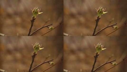 树枝上嫩芽萌发的景象高清在线视频素材下载