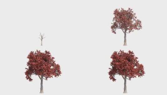 原创树木生长04-透明通道高清在线视频素材下载
