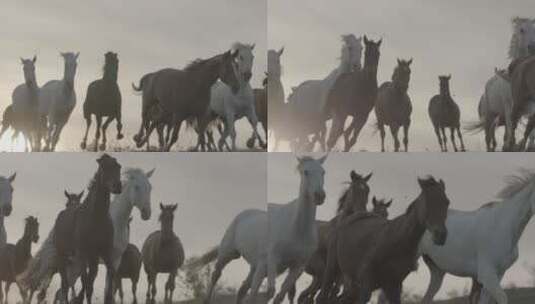 一群马在草原的夕阳下高清在线视频素材下载