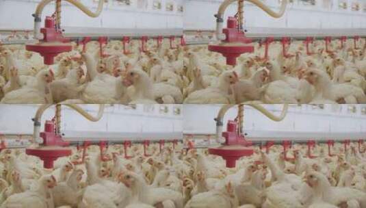 鸡场家禽在吃食物高清在线视频素材下载