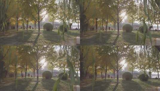 北京紫禁城银杏树4K实拍高清在线视频素材下载