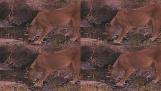 母狮从小池塘里喝水高清在线视频素材下载