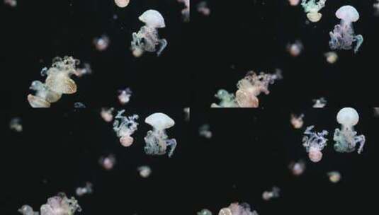 水族馆里游走的水母高清在线视频素材下载