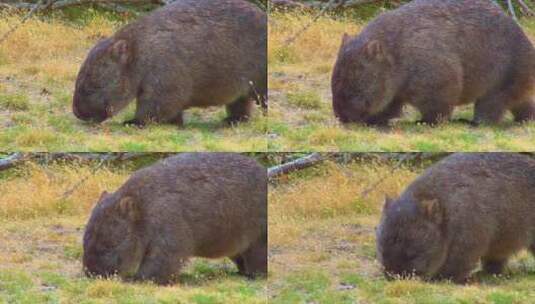 一只袋熊在草地上吃草高清在线视频素材下载