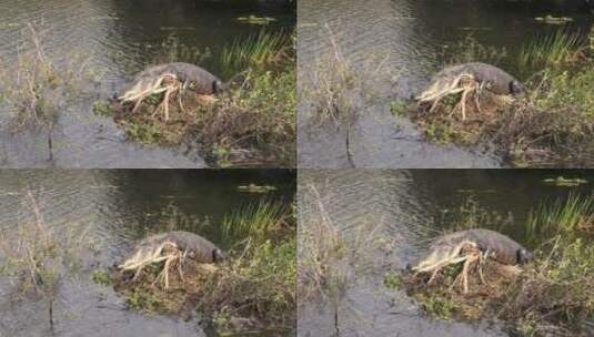 佛罗里达大沼泽地鳄鱼特写镜头高清在线视频素材下载