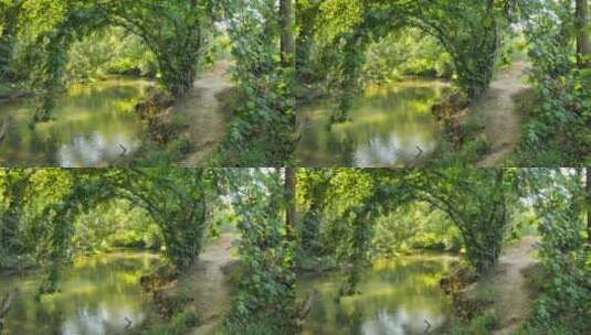春天的森林和河流景观高清在线视频素材下载