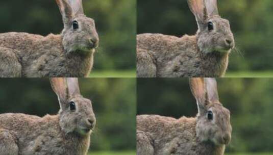兔子正在吃草特写高清在线视频素材下载