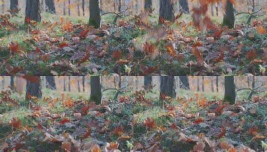 秋天落叶的特写镜头高清在线视频素材下载
