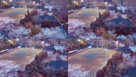 上海虹口足球场樱花夜晚高清在线视频素材下载