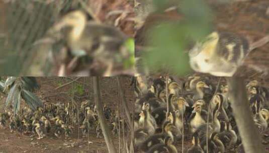 四川成都白天竹林中的鸭群高清在线视频素材下载