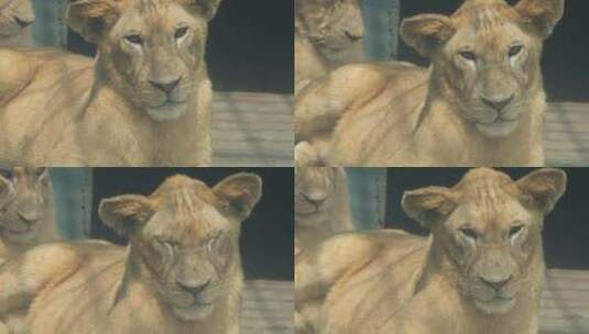 郴州东湖动物园威严的母狮子高清在线视频素材下载