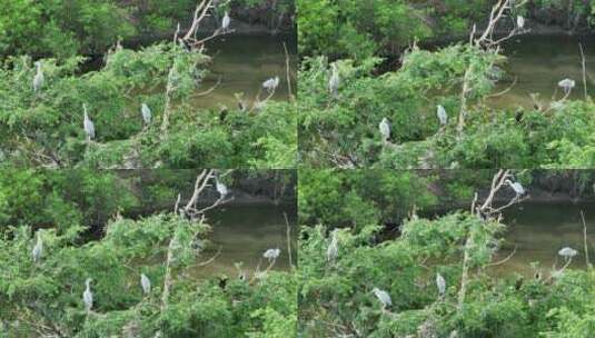 树枝上的野生水鸟苍鹭高清在线视频素材下载