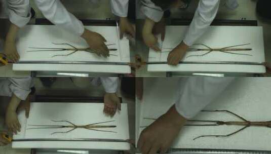(4K)J四川都江堰测量巨大竹节虫标本尺寸高清在线视频素材下载
