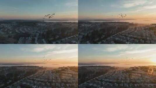 夕阳下鸟群在天上飞高清在线视频素材下载