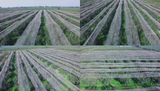 4K 航拍 苹果园 整齐 大规模 运城苹果 种植高清在线视频素材下载