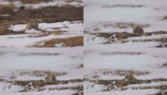C雪地里的土拨鼠高清在线视频素材下载