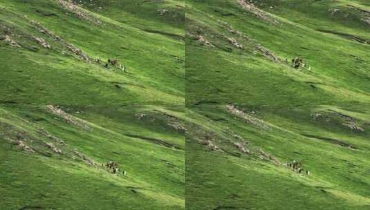 青藏高原草原上奔腾的骏马航拍高清在线视频素材下载