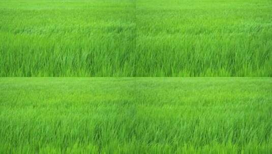绿色水稻高清在线视频素材下载