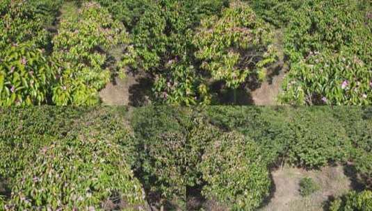 农业种植满山遍野野生山茶花盛开航拍高清在线视频素材下载