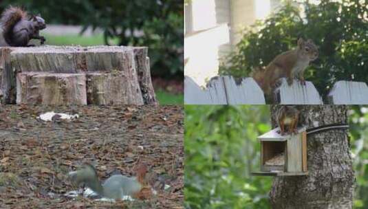【合集】松鼠 可爱的小松鼠在大自然高清在线视频素材下载
