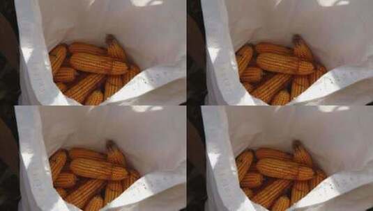 农民收割玉米装袋生态农业特写高清在线视频素材下载