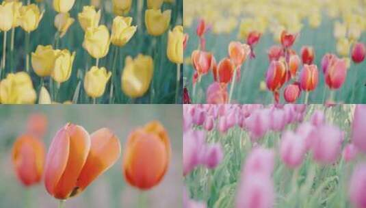 郁金香花园花朵特写实景，柳州园博园高清在线视频素材下载