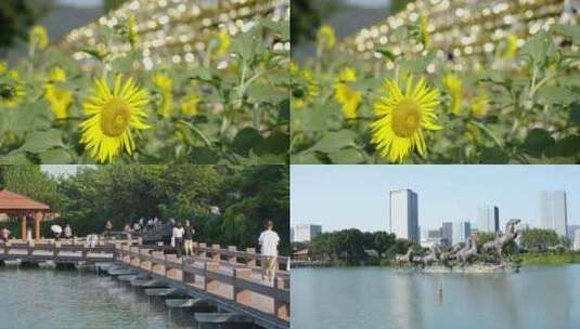 花海公园休闲时光向日葵海湖边高清在线视频素材下载