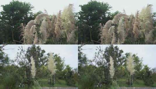 芦苇蒲苇白银芦高清在线视频素材下载