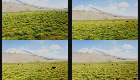 新疆草原牧场高清在线视频素材下载