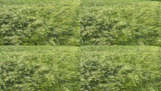 麦田小麦麦穗冬小麦高清在线视频素材下载
