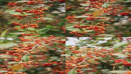 营养红色的火刺果高清在线视频素材下载