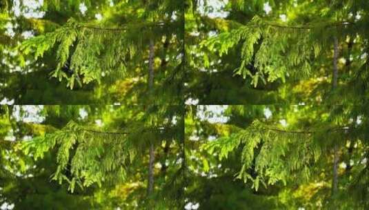 阳光透过落羽杉树叶的光影高清在线视频素材下载