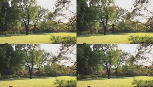公园里阳光穿透树木 洒在草地上高清在线视频素材下载