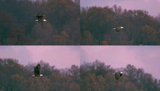 慢动作飞翔的老鹰高清在线视频素材下载