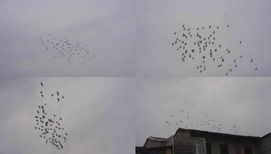 阴天鸽子仰拍天空一群鸽子飞过屋顶飞鸟飞行高清在线视频素材下载