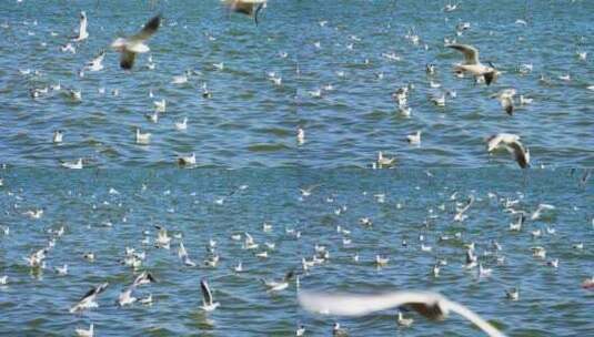 冬天深圳湾公园蓝色海洋上飞翔的海鸥高清在线视频素材下载